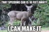 deer car.jpg