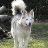 Malamute